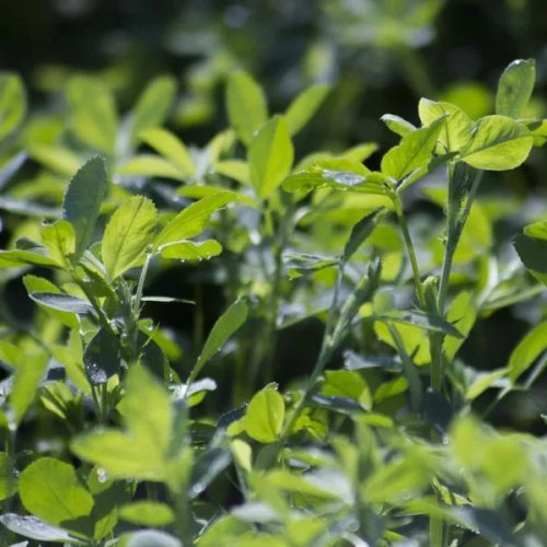 Lucerna oltott vetőmag Adorna fajta 2,5 kg