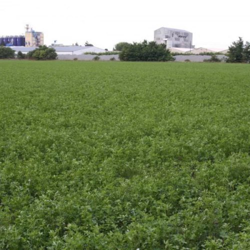 Lucerna oltott vetőmag Adorna fajta 2,5 kg