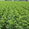 Lucerna oltott vetőmag Adorna fajta 2,5 kg