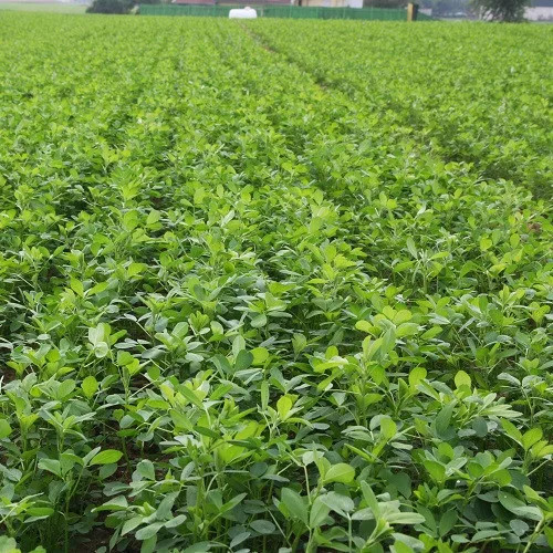 Lucerna oltott vetőmag Adorna fajta 2,5 kg