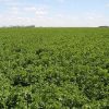 Lucerna oltott vetőmag Adorna fajta 2,5 kg