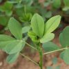 Lucerna oltott vetőmag Adorna fajta 2,5 kg
