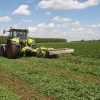 Lucerna oltott vetőmag Adorna fajta 2,5 kg