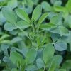 Lucerna oltott vetőmag Adorna fajta 5 kg