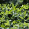 Lucerna oltott vetőmag Adorna fajta 5 kg