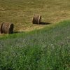 Lucerna oltott vetőmag Adorna fajta 5 kg