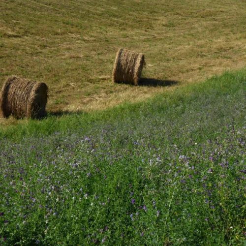 Lucerna oltott vetőmag Adorna fajta 5 kg