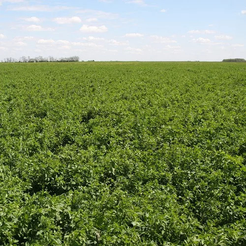 Lucerna oltott vetőmag Adorna fajta 5 kg