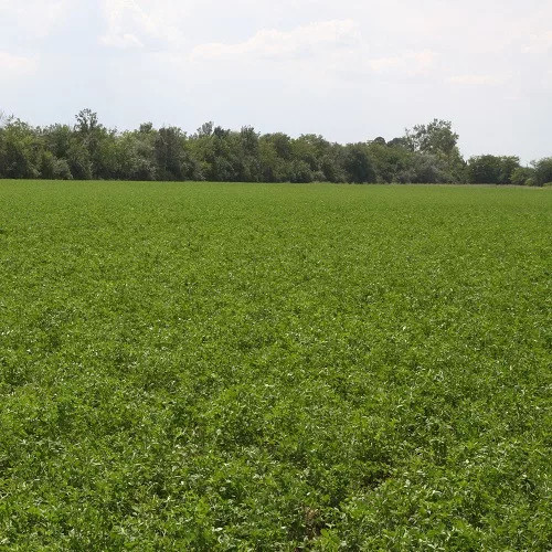 Lucerna oltott vetőmag Adorna fajta 5 kg
