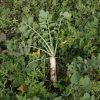 Daikon meliorációs retek vetőmag 2,5 kg