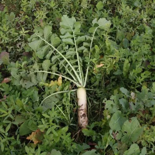 Daikon meliorációs retek vetőmag 2,5 kg