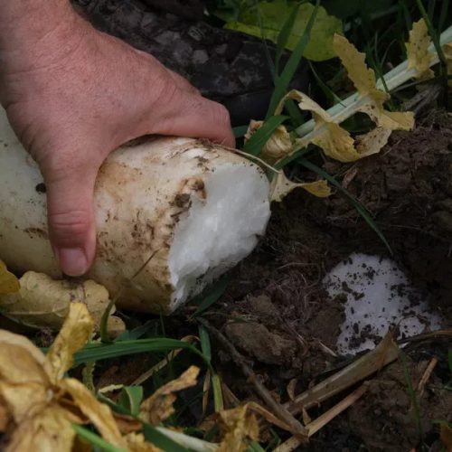 Daikon meliorációs retek vetőmag 2,5 kg