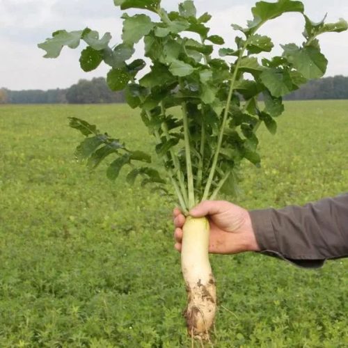 Daikon meliorációs retek vetőmag 2,5 kg