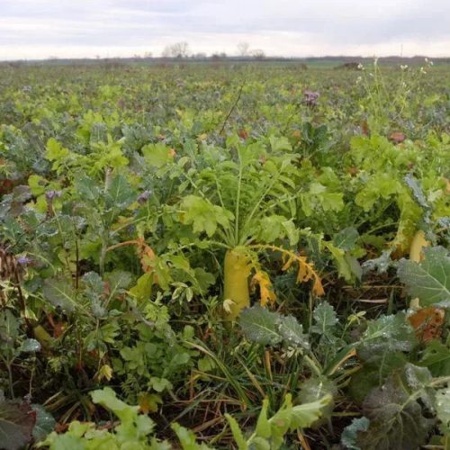 Daikon meliorációs retek vetőmag 2,5 kg