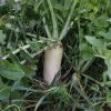 Daikon meliorációs retek vetőmag 5 kg