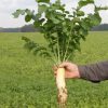 Daikon meliorációs retek vetőmag 5 kg