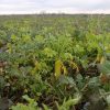 Daikon meliorációs retek vetőmag 5 kg