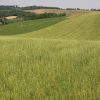 Dombvidéki legelő vetőmagkeverék 2,5 kg