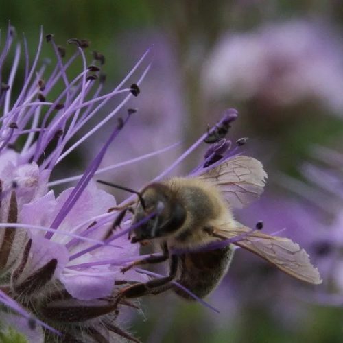 Facélia vetőmag 2,5 kg