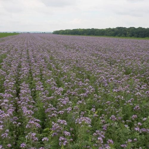 Facélia vetőmag 2,5 kg