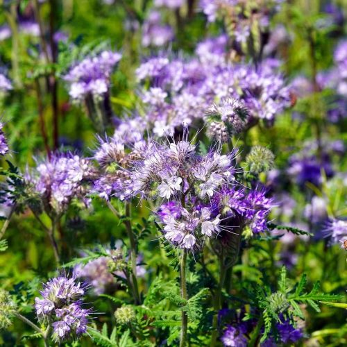 Facélia vetőmag 2,5 kg