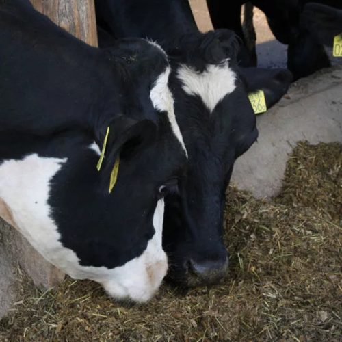 Joker vetőmagkeverék (tavaszi vetésű) 5 kg