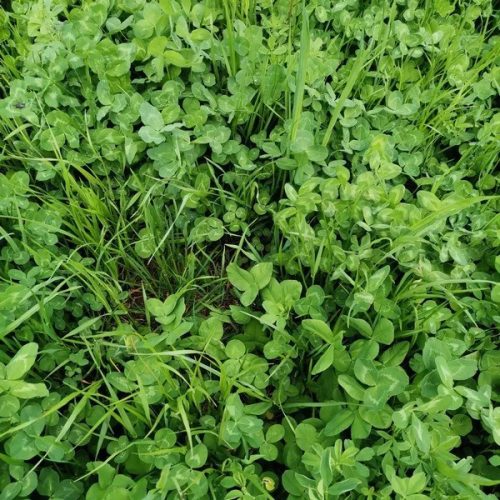 Jolly Joker vetőmagkeverék 2,5 kg