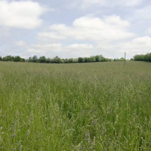 Jolly Joker vetőmagkeverék 2,5 kg