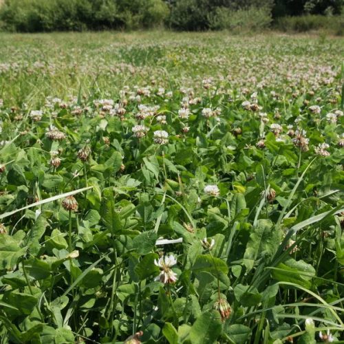 Pillangókisasszony vetőmagkeverék 2,5 kg