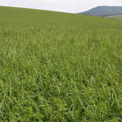 Szuper Trió vetőmagkeverék 5 kg