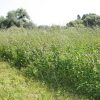 Vizes Nyolcas vetőmagkeverék 2,5 kg