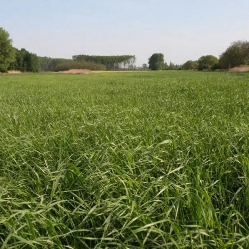Vizes Nyolcas vetőmagkeverék 2,5 kg