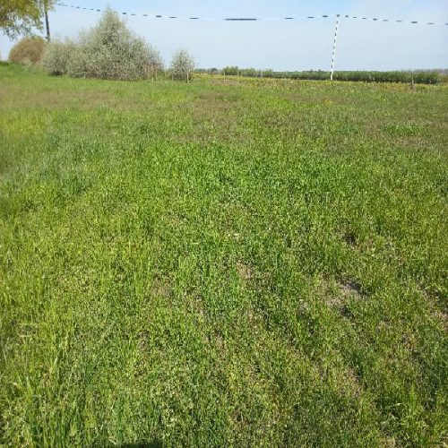 Vizes Nyolcas vetőmagkeverék 2,5 kg