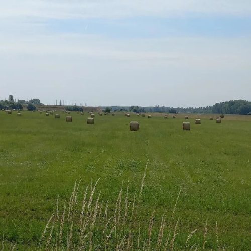 Vizes Nyolcas vetőmagkeverék 2,5 kg